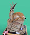 lince